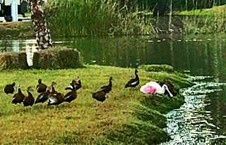 Ducks