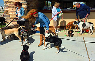 Dog Friendly